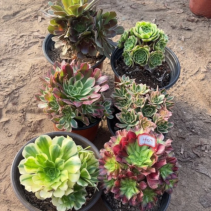 409多肉植物组合，