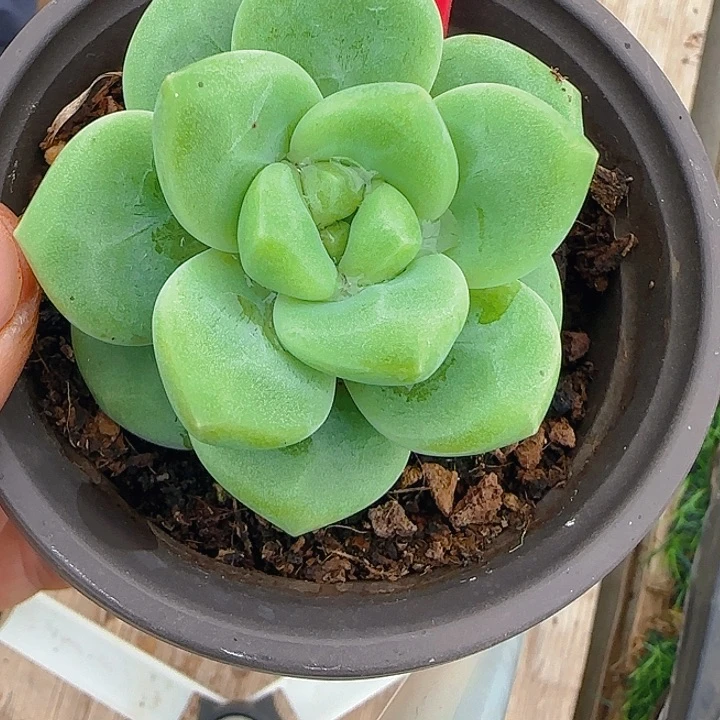 小*?绿体美人662多肉植物