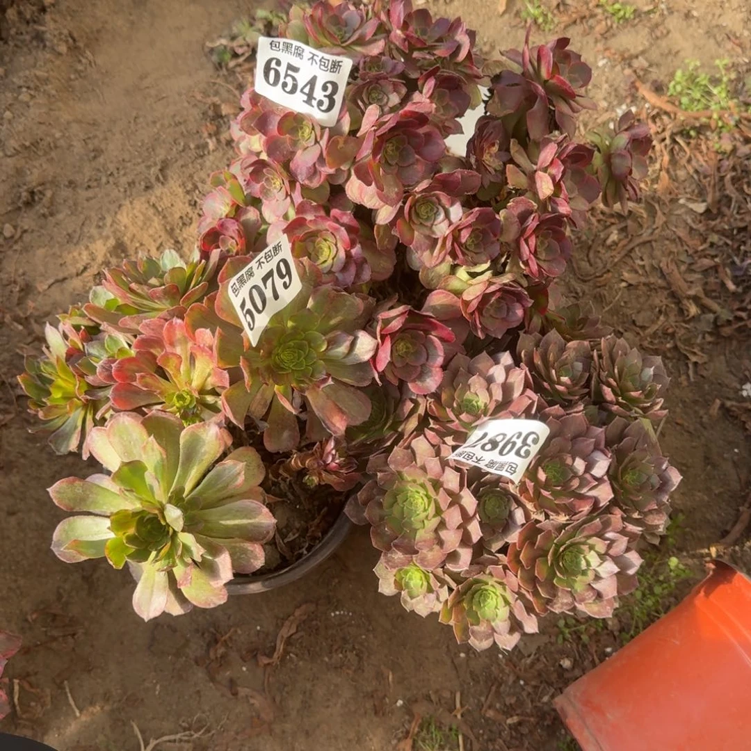 法师3颗3987 17-23