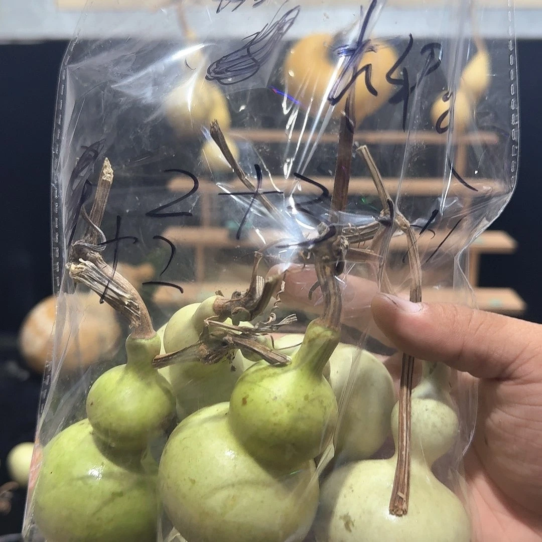 柳*.定向定向定向定向