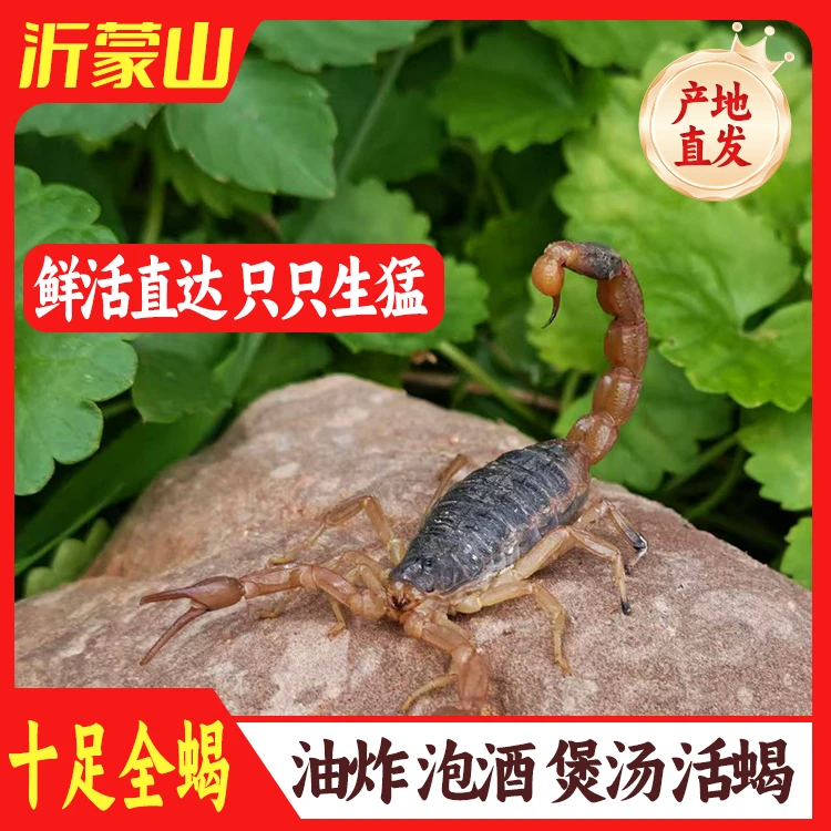 蝎子活体正宗沂蒙野性十足可煲汤入药油炸泡酒食用大蝎子包邮活蝎