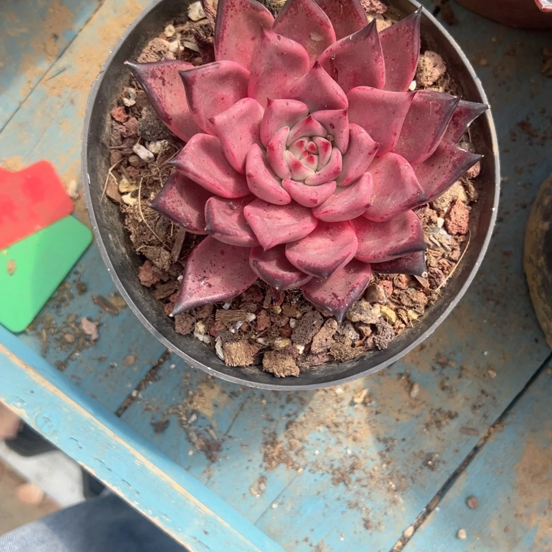 精品多肉植物老桩