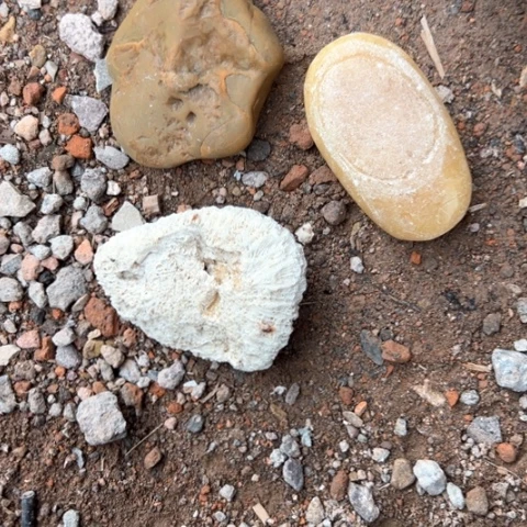 核桃木/黑胡桃（胡桃木）1****木