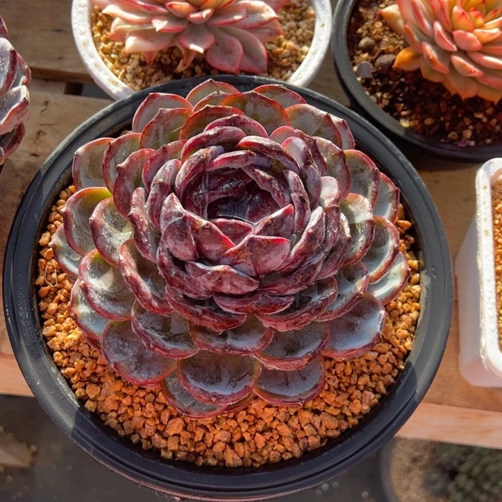 黑橙子 阿松多肉园