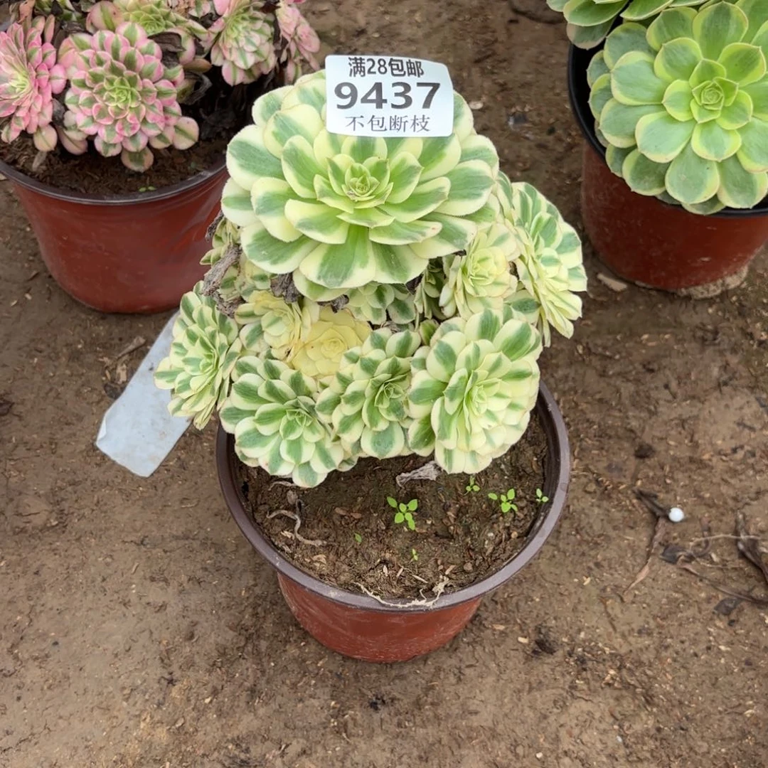 N. 9437迈巴赫多肉，？bad