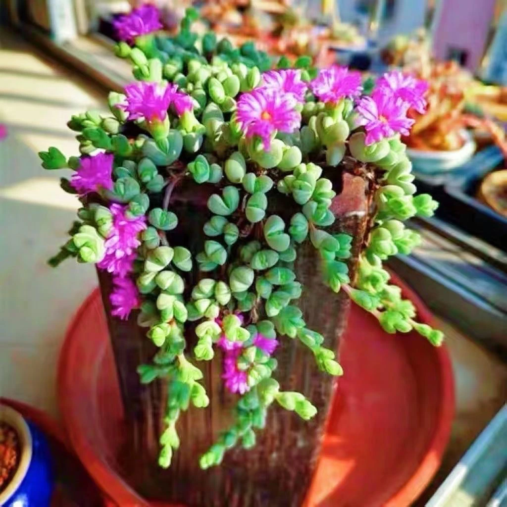 （满6.66元包邮）碧玉莲 4-5cm 猫小姐多肉 图片仅参考