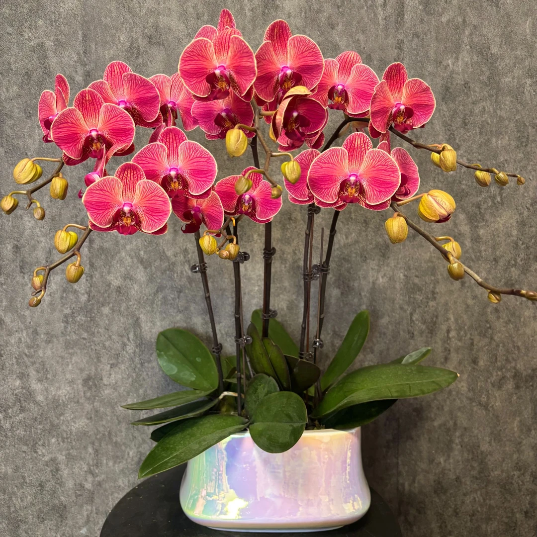 【钜宝橘子-蝴蝶兰】 鲜花绿植  好养花期长  室内观赏花