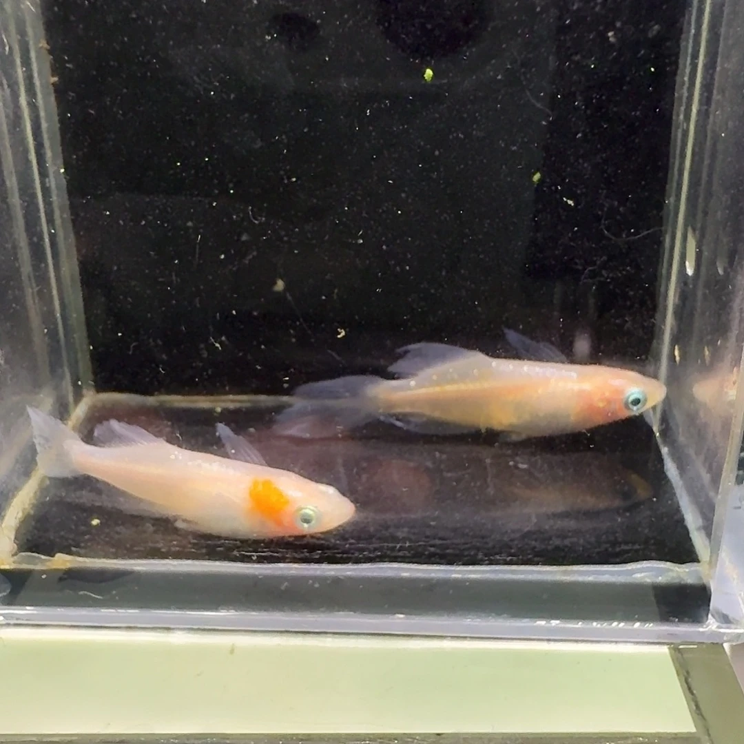 青鳉鱼一物一拍124