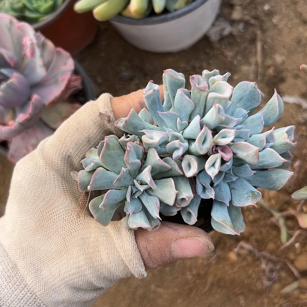 DVD咯摸摸摸摸摸呃呃呃呃