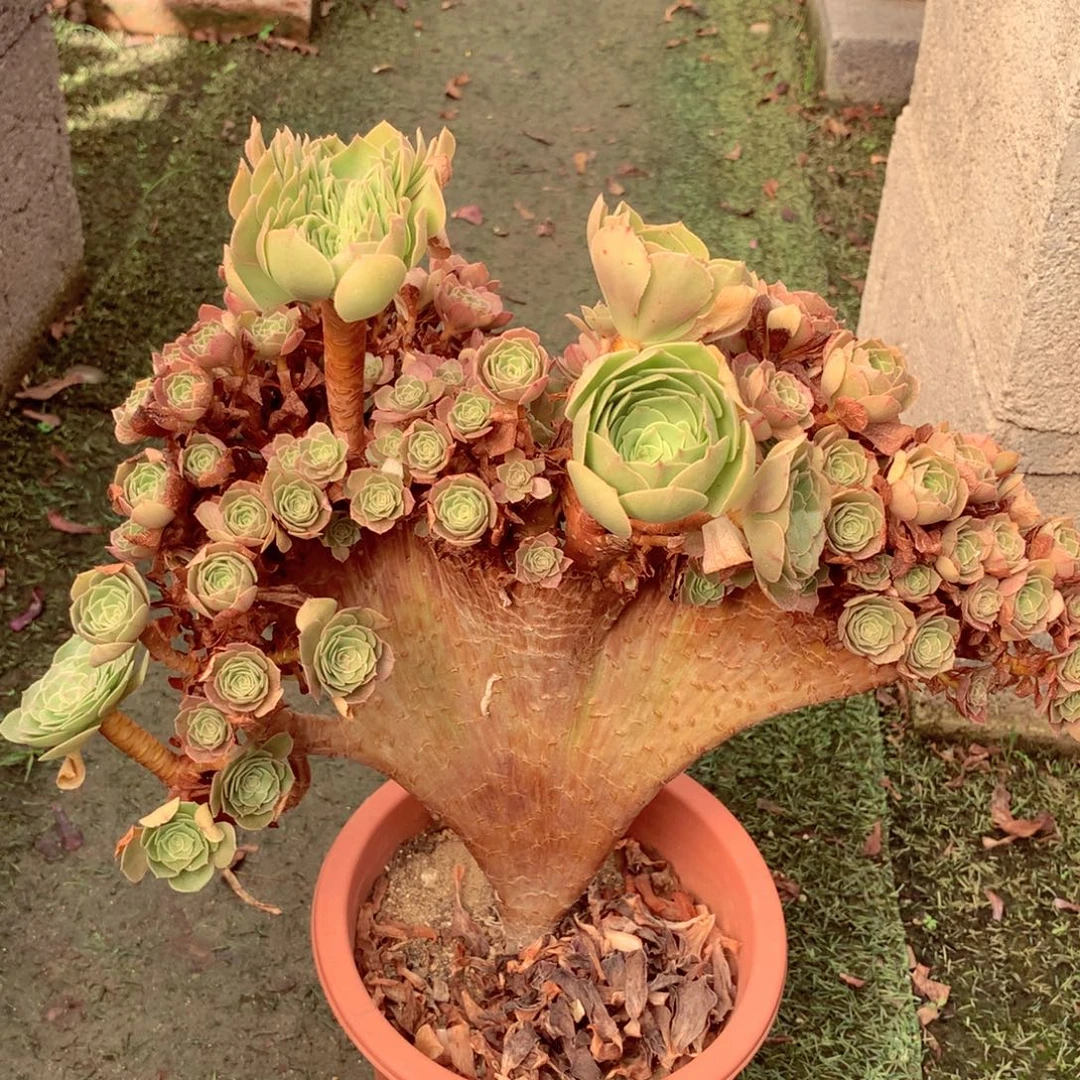 整板万缀，多肉植物