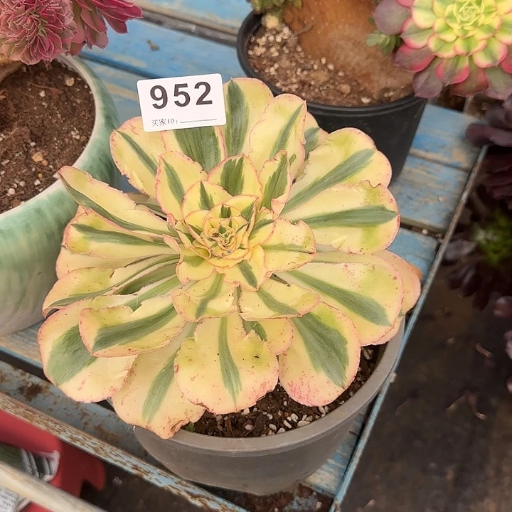 精品多肉植物0952