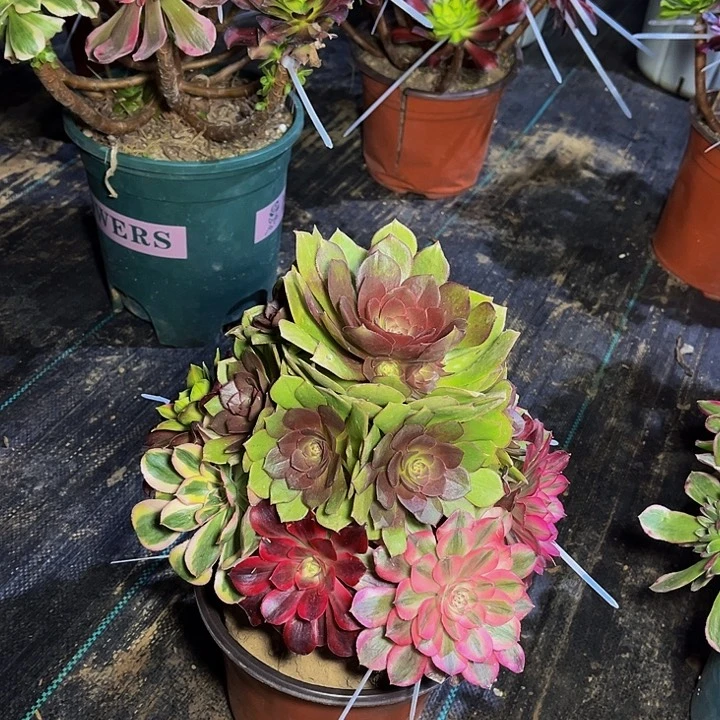 嫁接款嫁接款0019