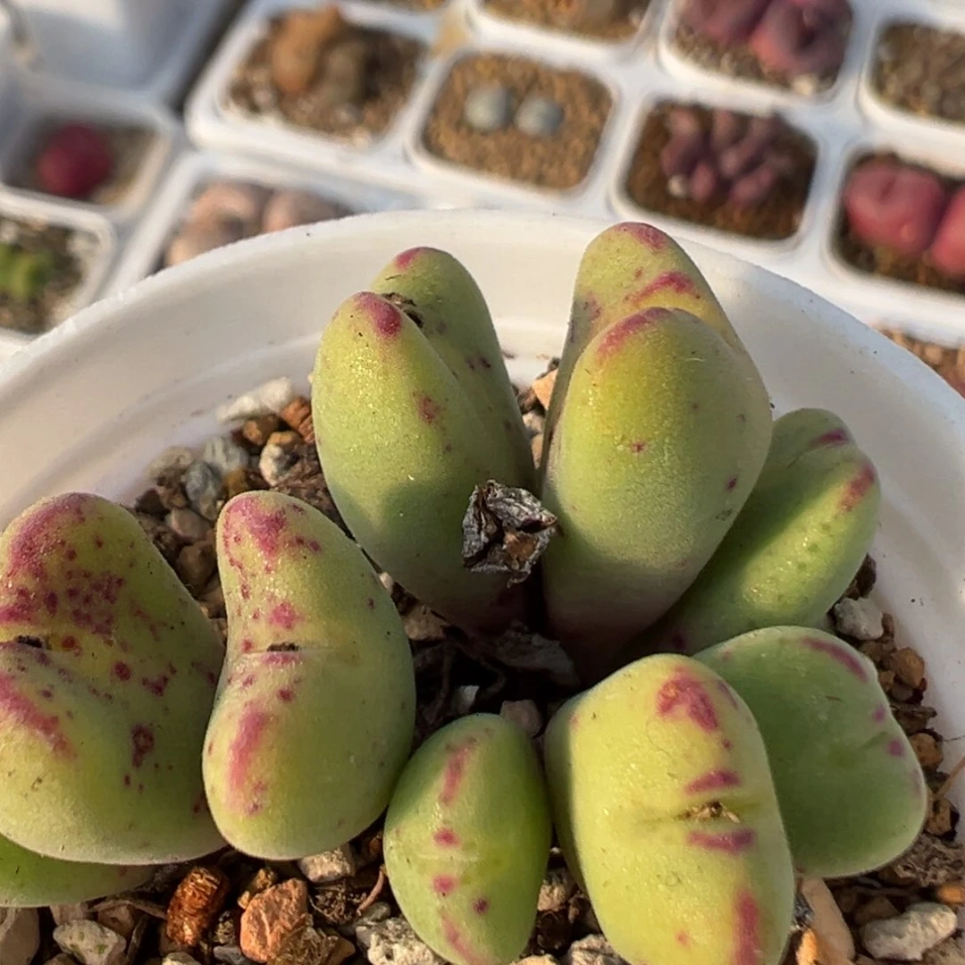 63多肉植物百科知识