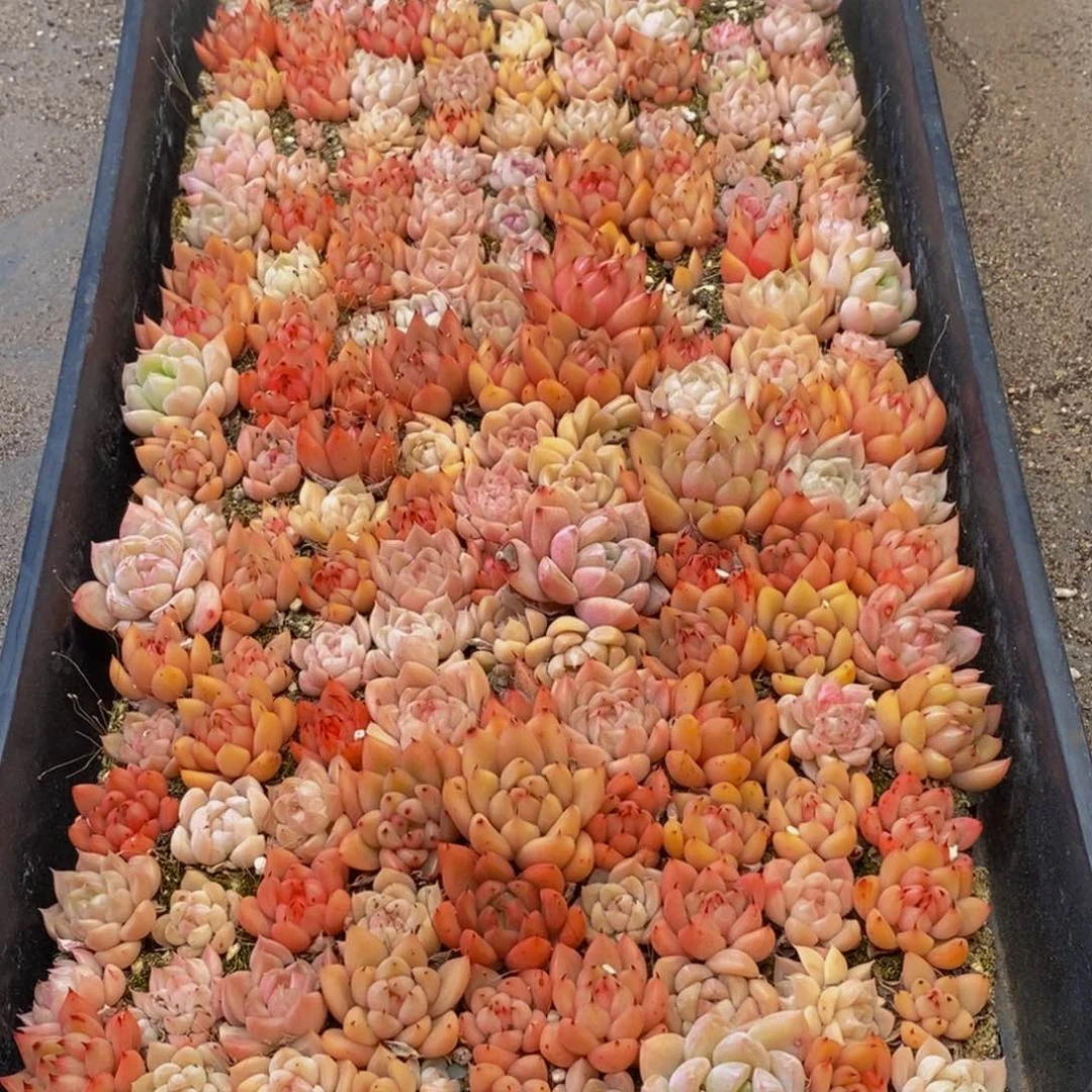 119多肉植物保护研究所所长