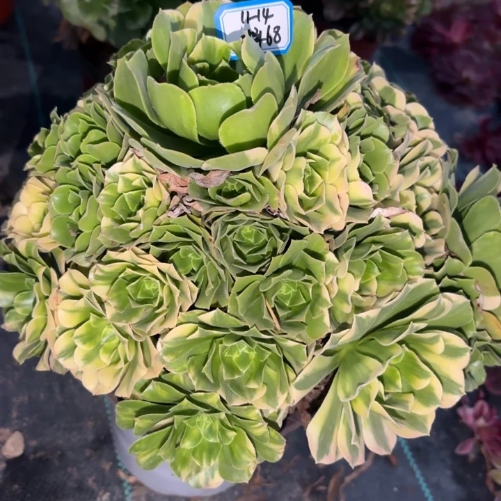 五彩琉璃多肉不包损68