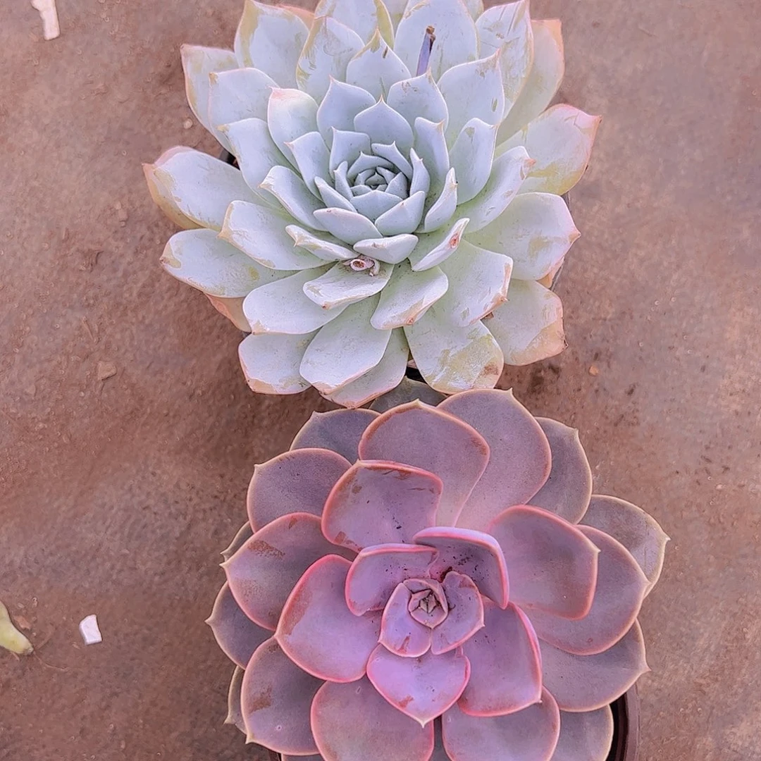 薄叶蓝鸟大单头精品，紫丁香大单头精品