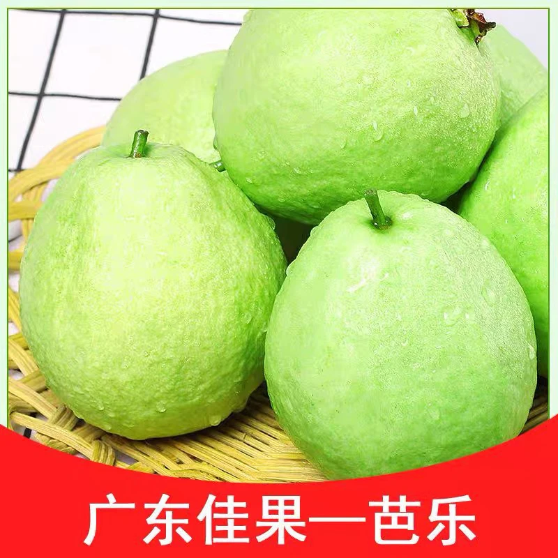 当季新鲜采摘白心芭乐番石榴清甜脆口低糖低卡高VC水果