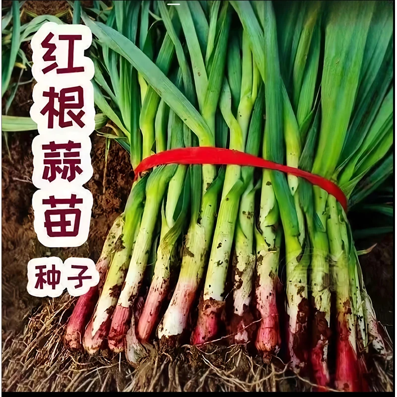 【紫根蒜苗种子】家庭阳台小院盆栽地栽四季种植