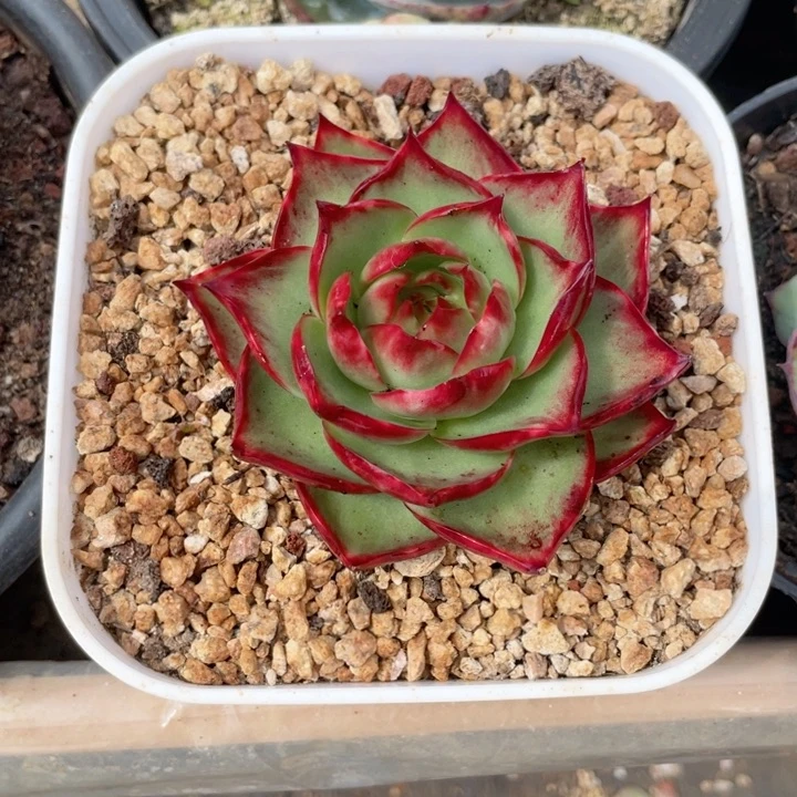 惊鸿仙子多肉植物450699