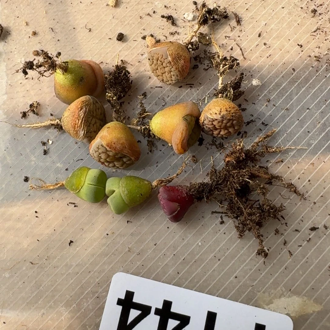 玛***！F144白富贵恶魔果实绿李版绿菊