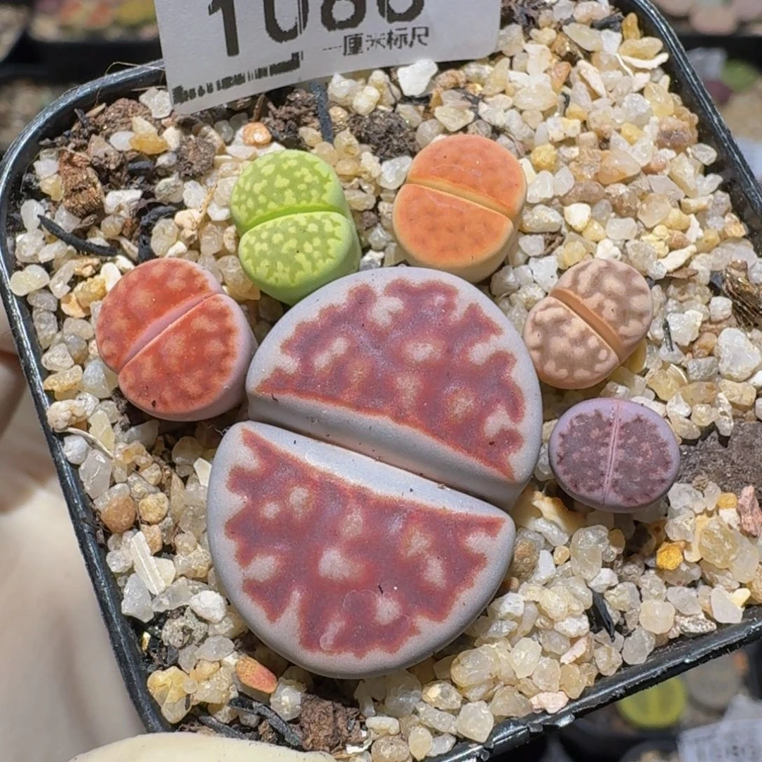 zzzz生石花肉锥1086