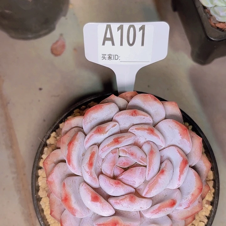 雨***！梦露一物一拍A101