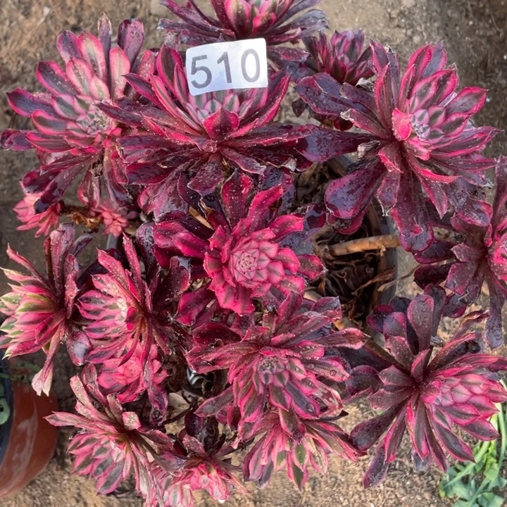510多肉植物白月光