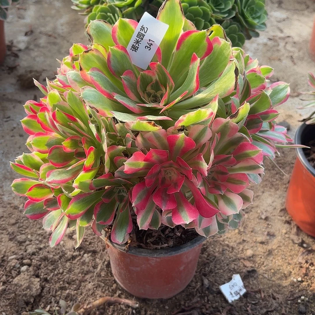 七彩石多肉植物341