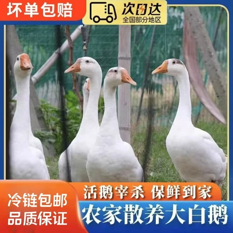 【A】农家散养大鹅 青年鹅 单只净重9-10斤 带心肝