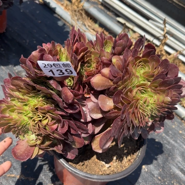 万缀……多肉植物……