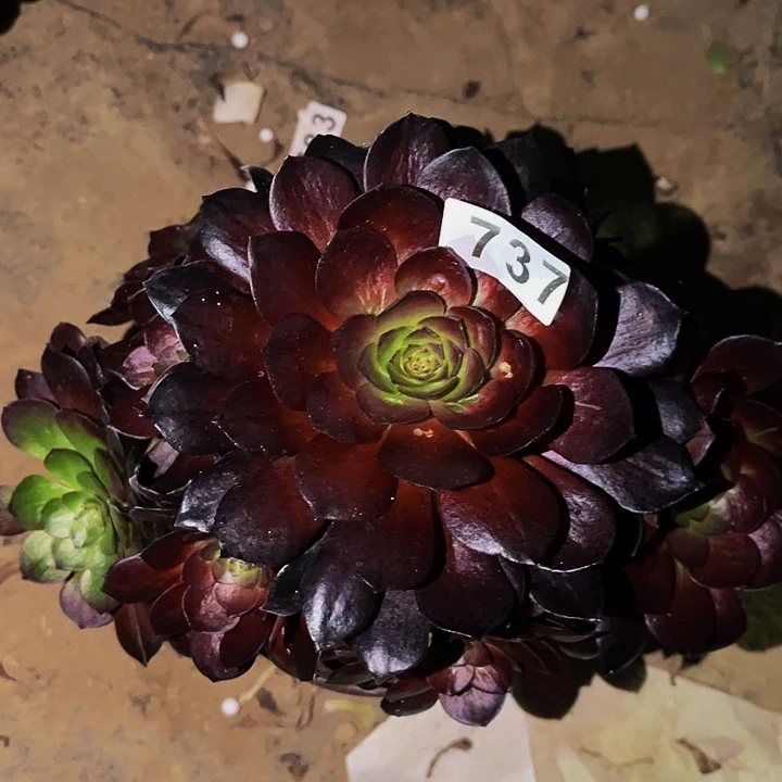 737黑骑士多肉植物处理不售后