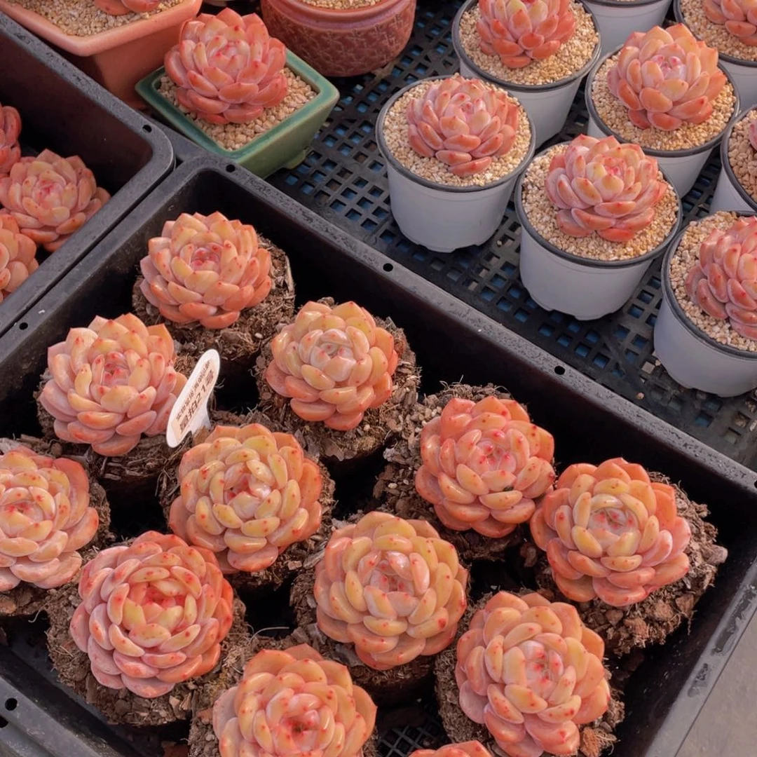 量拍21号果冻韩版仙女橙单头两个