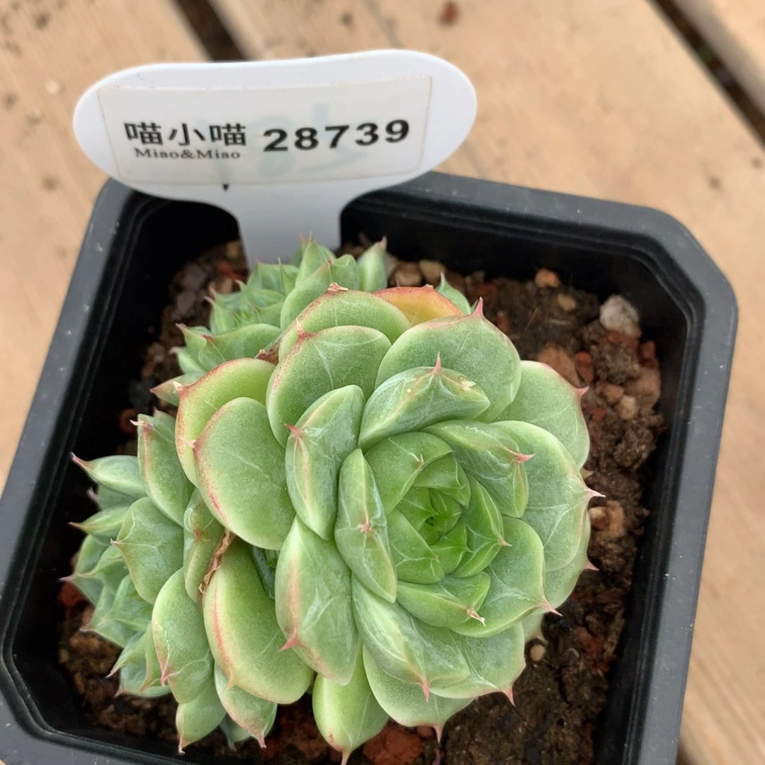 藏***若多肉植物东云珍妮
