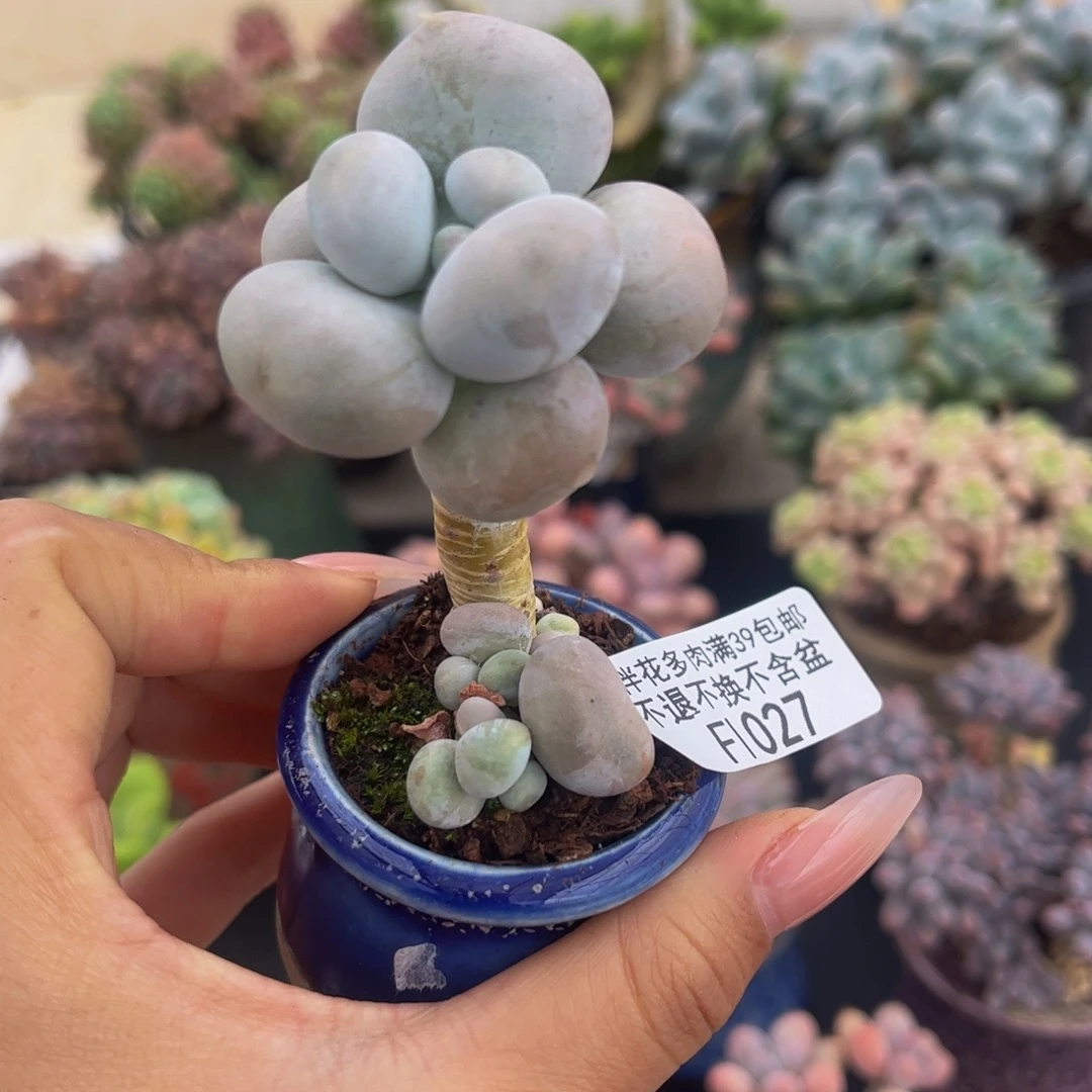 027-芭比奶多肉4cm