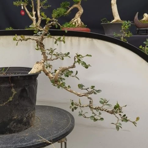 无花朵瓜子黄杨盆景树林