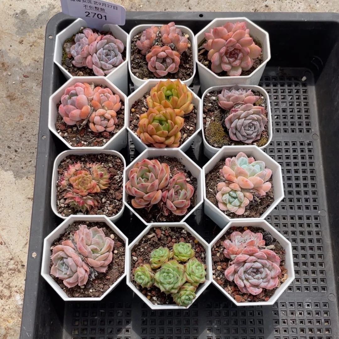 不包整散  盆子不售后