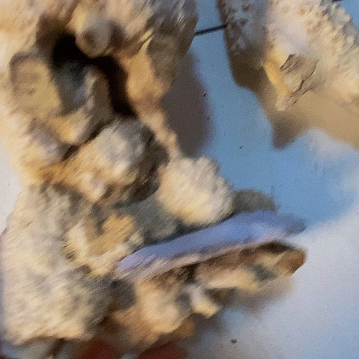 行***远黄杨木等多种木材