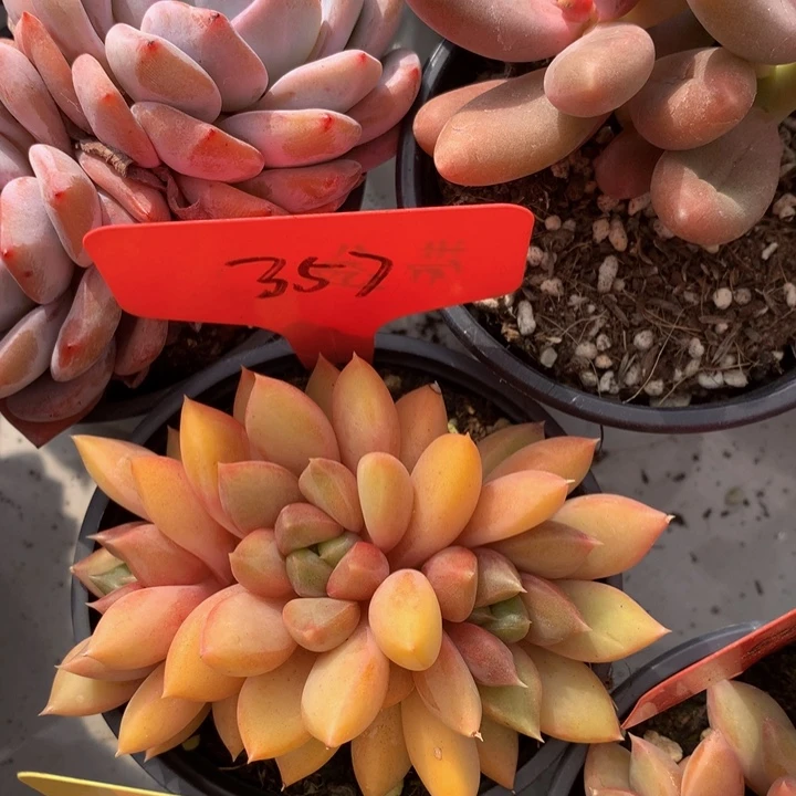 多日子和欧727373737