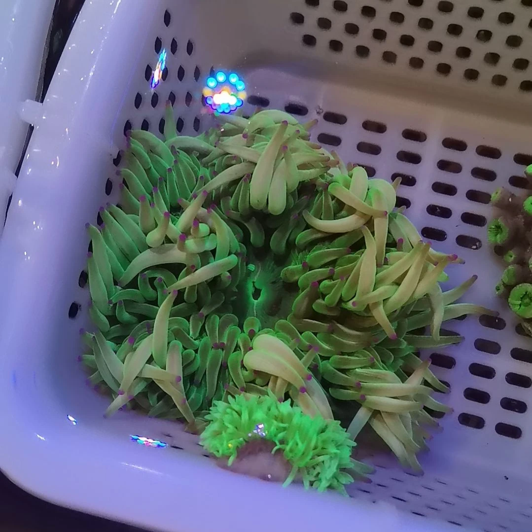 草皮珊瑚紫点三色海葵138