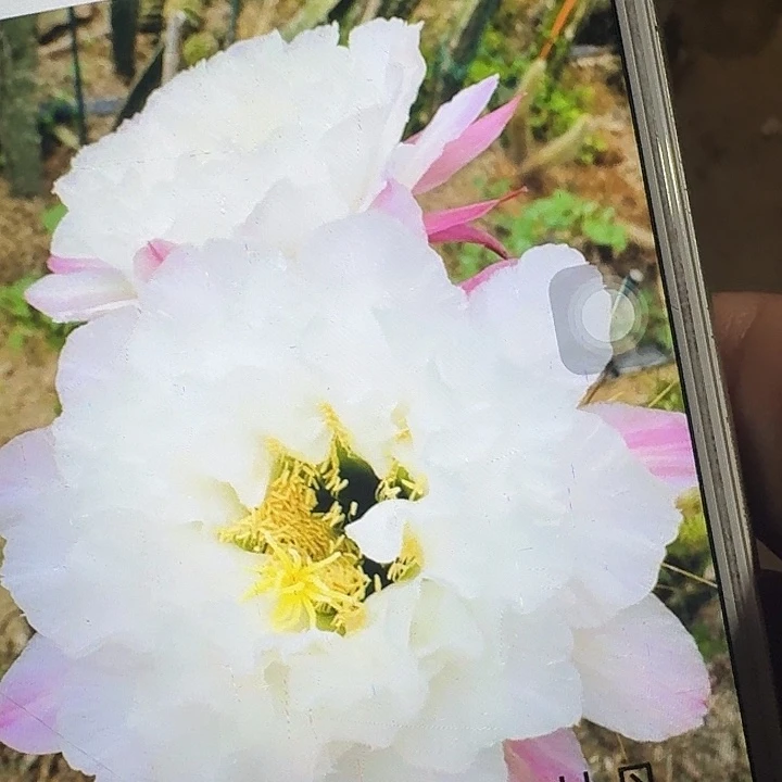 白牡丹侧芽5公分左右毛花柱(20包邮)