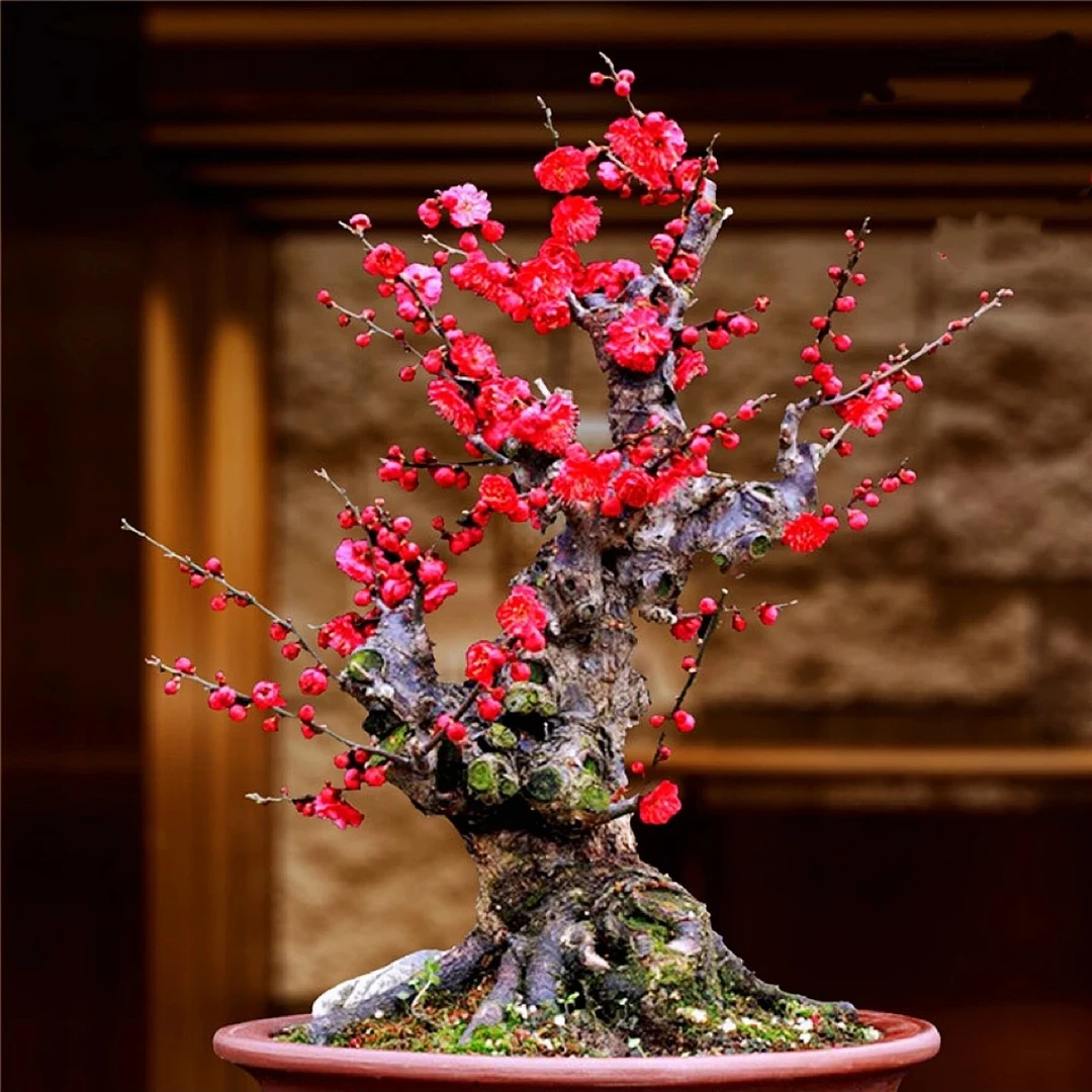 原生红须朱砂乌羽玉梅花 精品梅花盆景