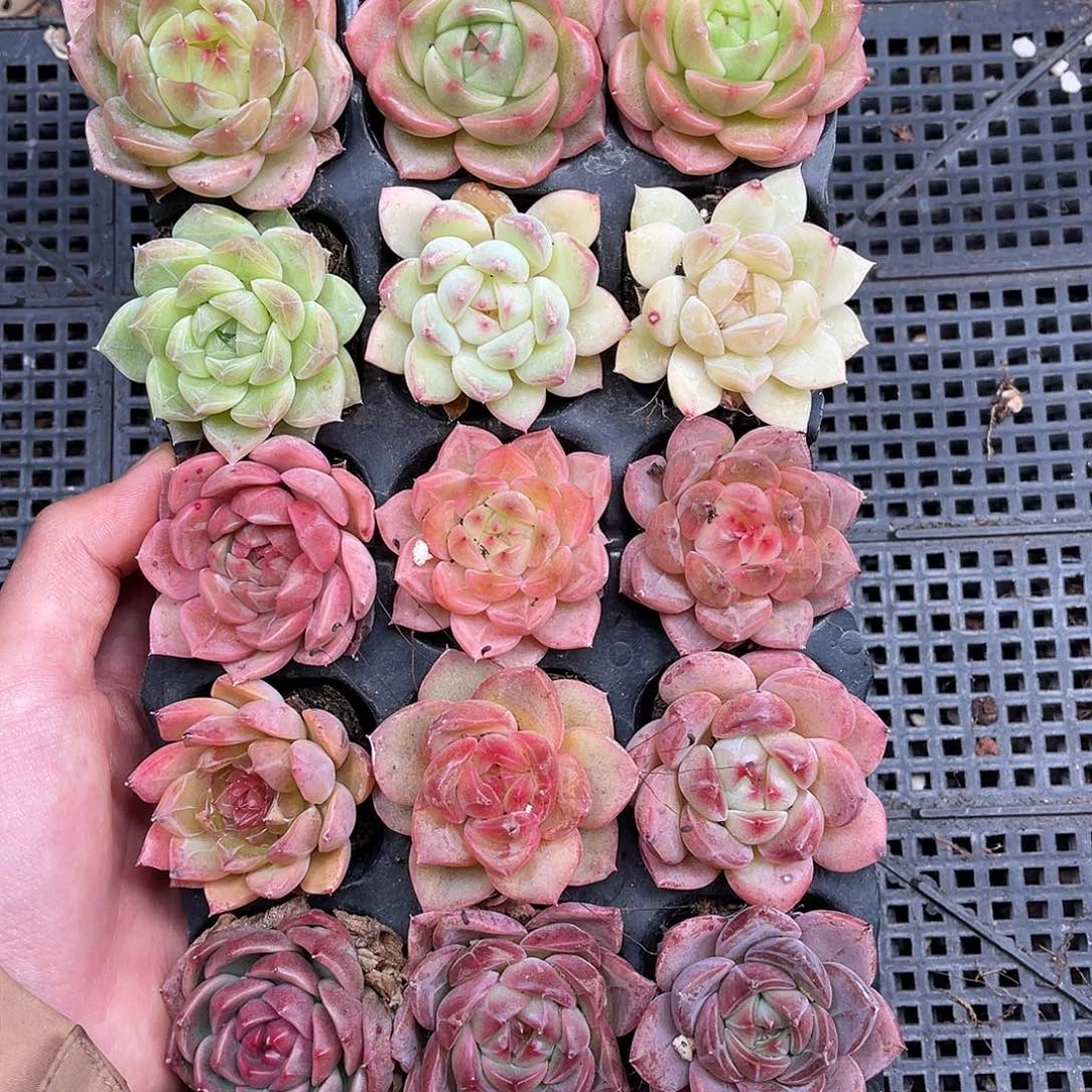 多肉一物一拍25-176