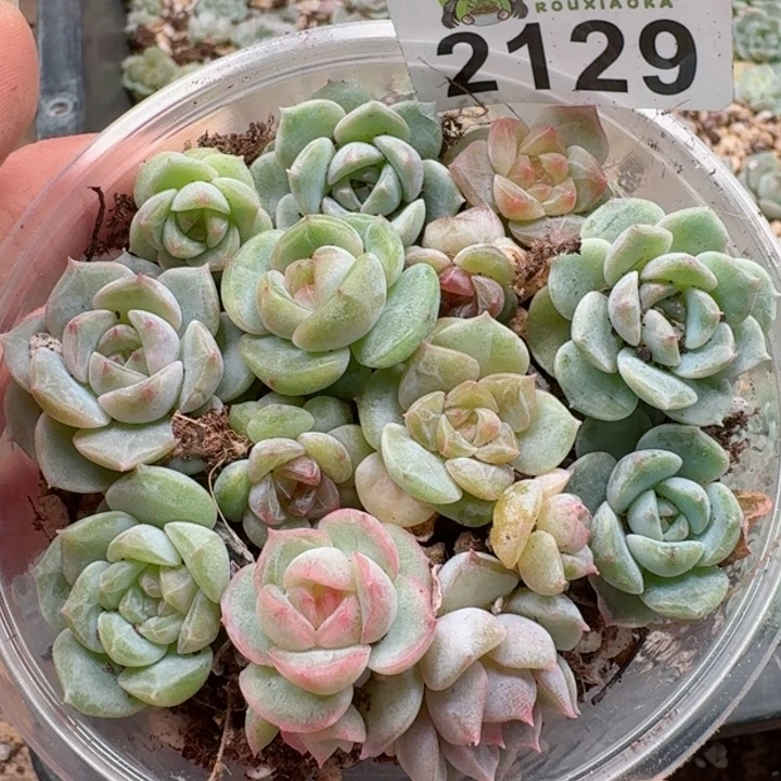 多肉植物多肉植物