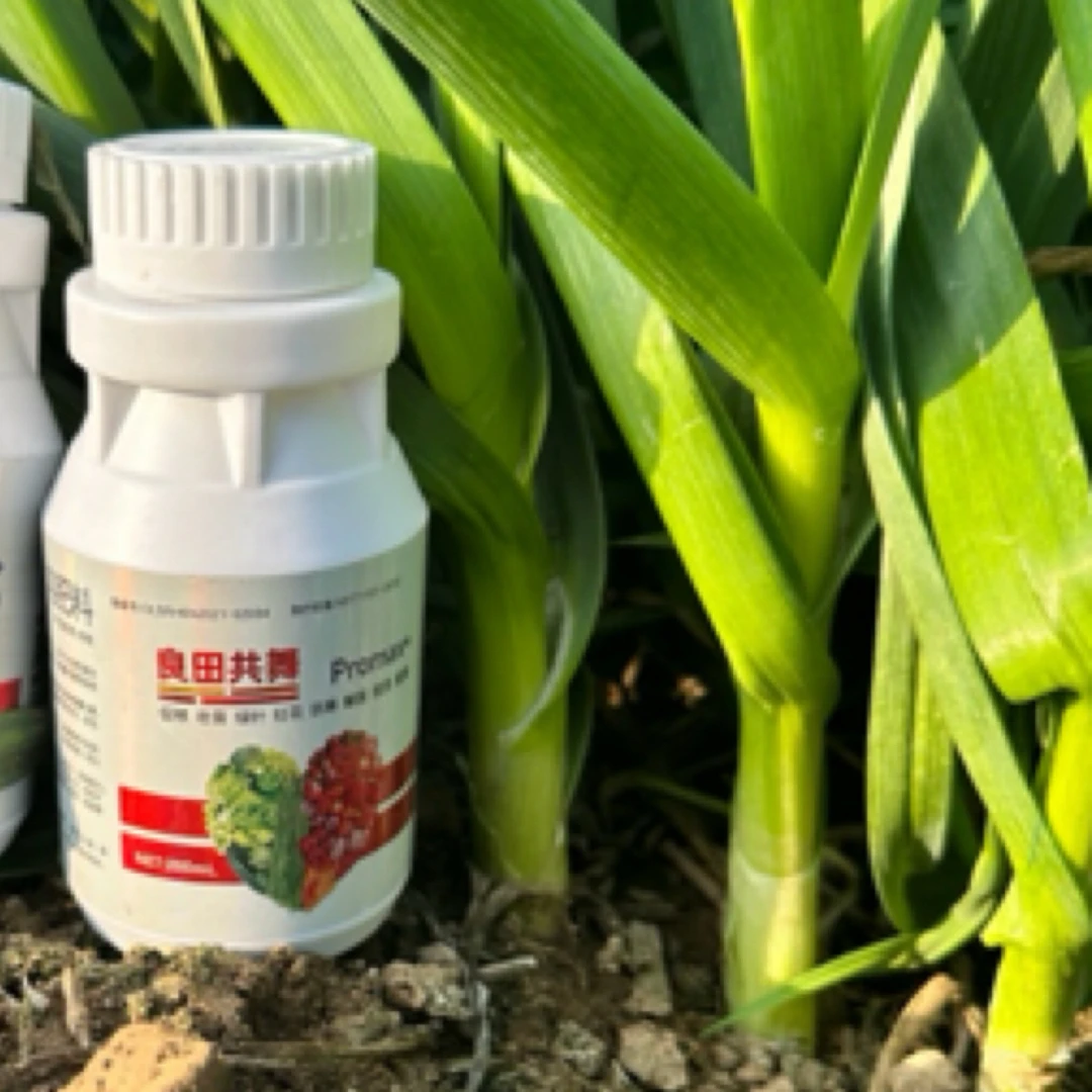 【蒜苗高产宝组合➕】增粗拔节 杆粗杆壮 叶片肥绿 减少黄叶干尖