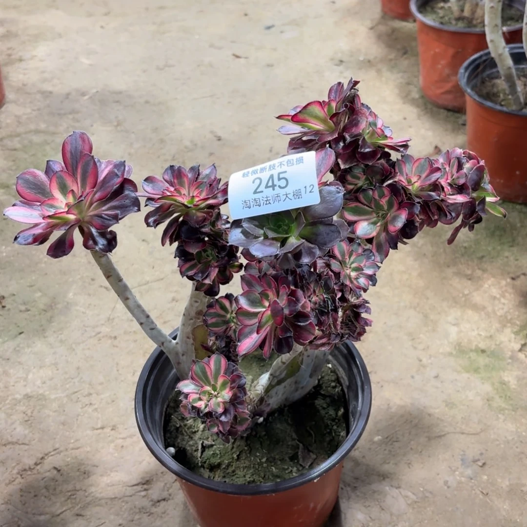 245香奈儿缀化朵朵