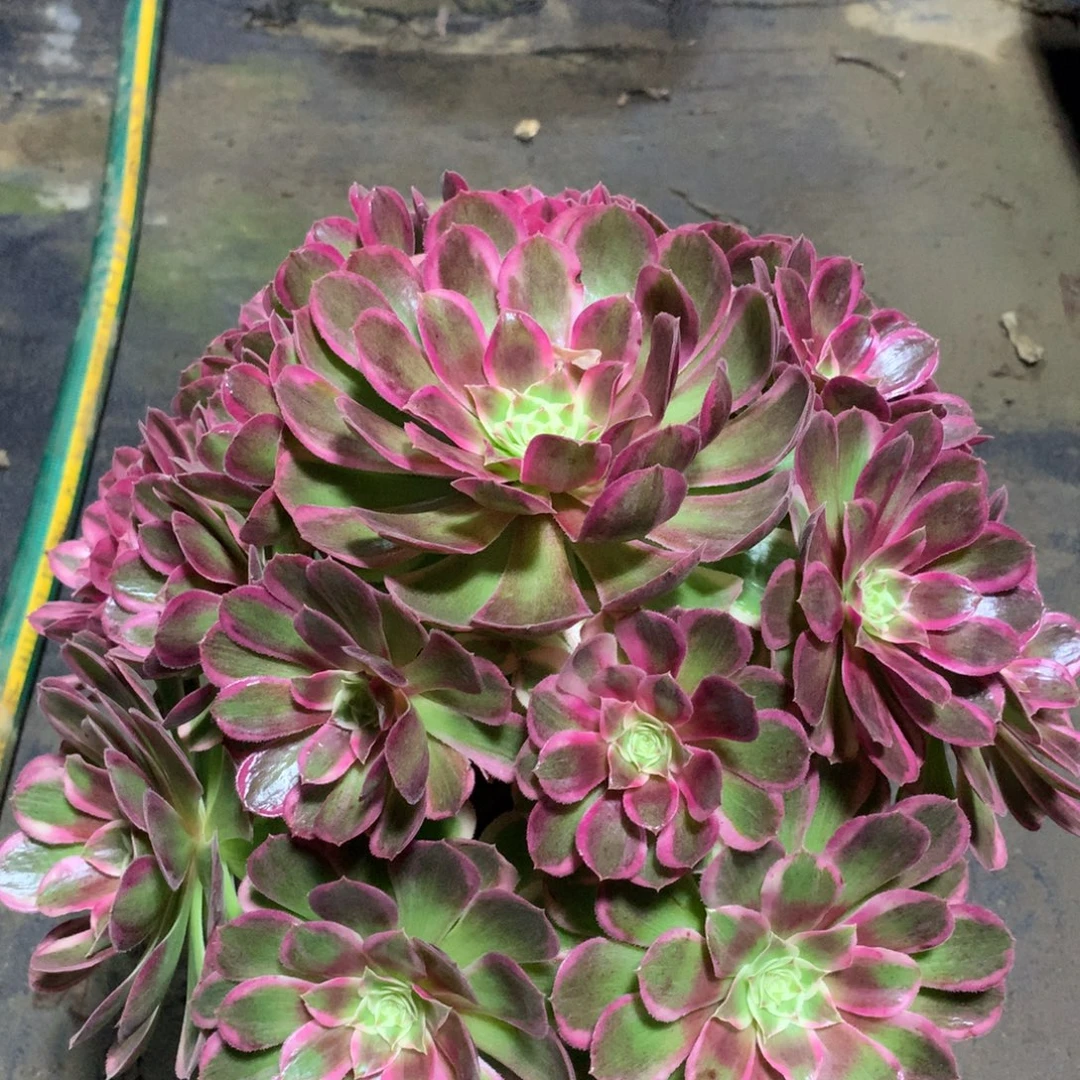 孔雀翎，多肉植物的