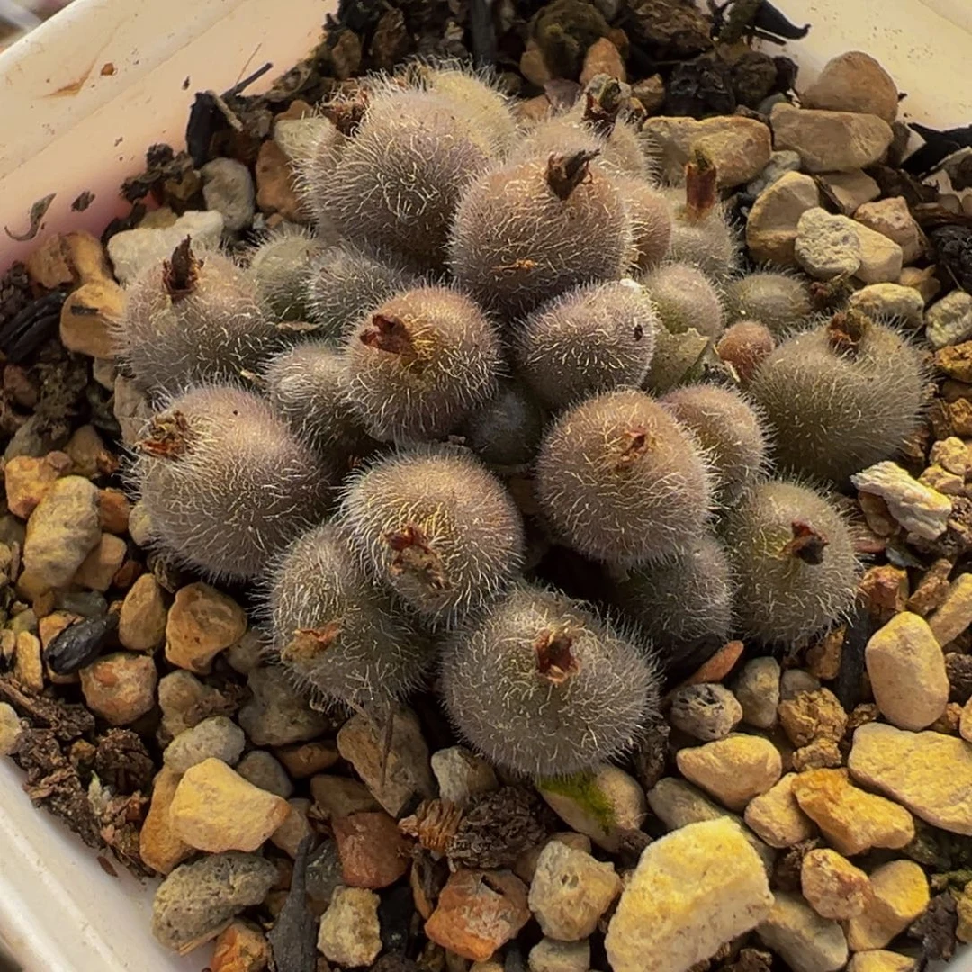 母本群生大型毛球多肉植物