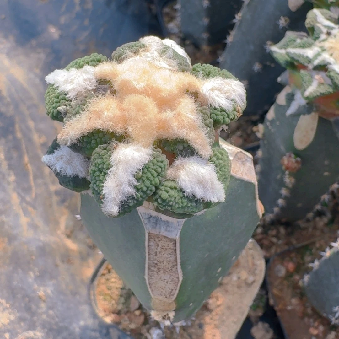 冬***鱼仙人球开花一个