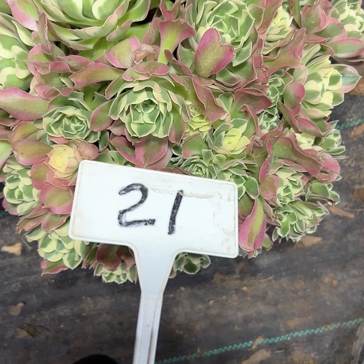 多肉植物白风法师