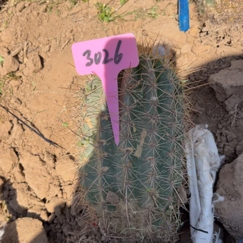 清清39毛花柱微瑕3026